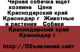Черная собачка ищет хозяина › Цена ­ 100 - Краснодарский край, Краснодар г. Животные и растения » Собаки   . Краснодарский край,Краснодар г.